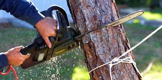 Professional Tree Removal and Landscaping Services in Oak Park, IL